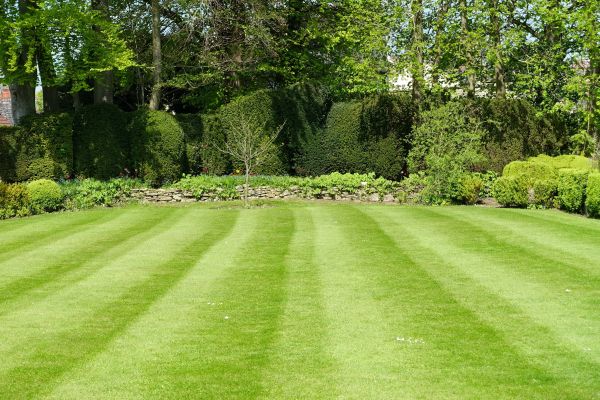Cost of Grass Care Service in Canton