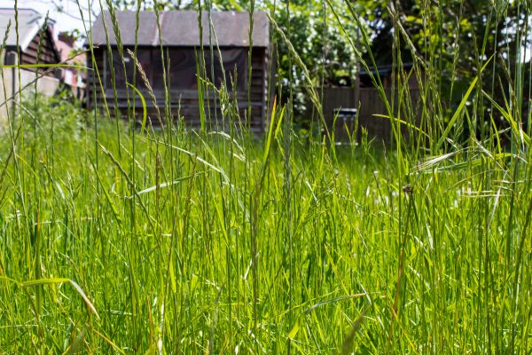 Cost of Overgrown Lawn Trimming in Canton