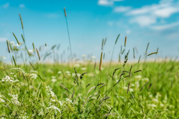 Cost of High Grass Trimming in Canton