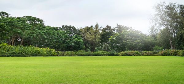 Cost of Golf Course Mowing in Canton